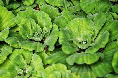 Full frame shot of green plant