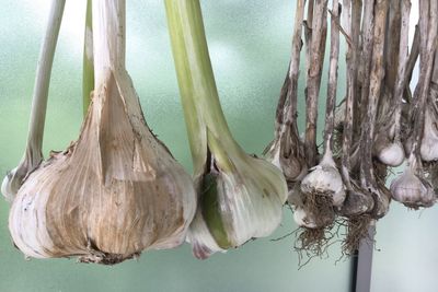 Close-up of dead plant hanging on tree