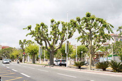 Palm trees by city street against sky