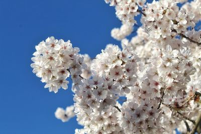 Low angle view of cherry blossom against clear blue sky