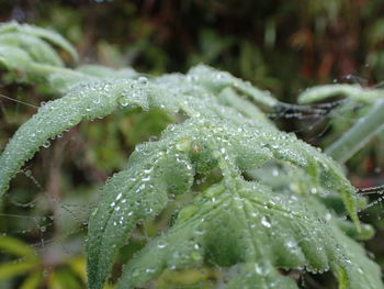 Close-up of wet plant leaves during rainy season