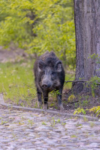 Wild boar, venison, forest. trees. day.