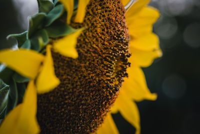 Close-up of yellow sunflower on plant