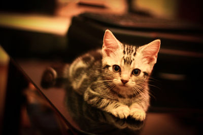 Close-up portrait of tabby cat