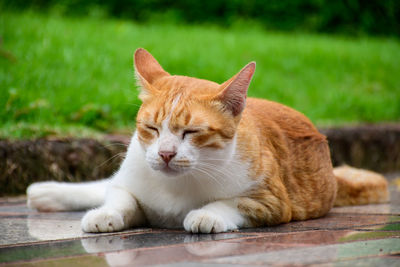Close-up of a cat resting