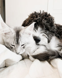 Dog cuddling cat