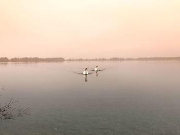 Swans on lake against clear sky