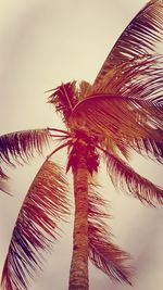 Low angle view of palm tree against sky