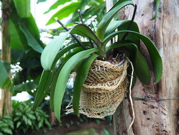 Close-up of plant in basket