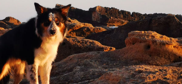 View of a dog on rock