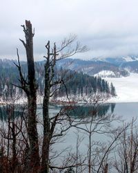 Bare tree by lake against sky during winter