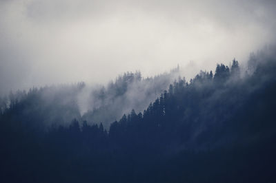 Silhouette trees in forest against sky