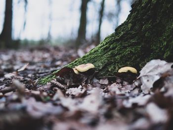 Close-up of moss growing on tree trunk