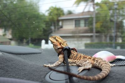 Close-up of lizard