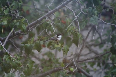 Close-up of bird perching on branch