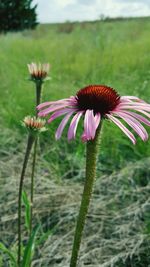 Close-up of coneflowers blooming outdoors