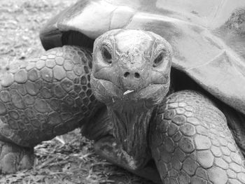 Close-up of turtle