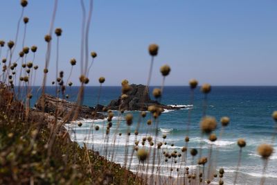 Scenic view of sea against clear sky