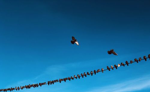 Low angle view of birds flying