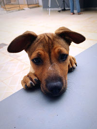 Close-up portrait of a dog