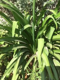 Close-up of green plant