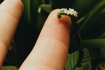 Close-up of hand holding flower