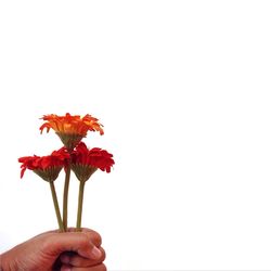 Cropped image of hand holding flower over white background