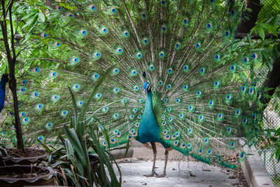 Full frame shot of peacock