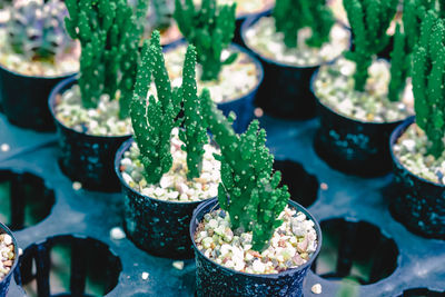 High angle view of potted plants on table