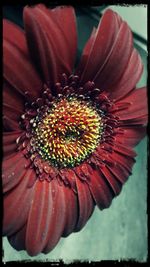 Close-up of red flower