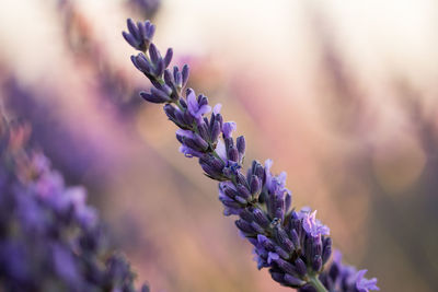 Close-up of lavender buds growing outdoors