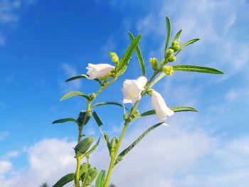 Close-up of white flowering plant against blue sky