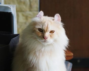 Close-up portrait of cat sitting