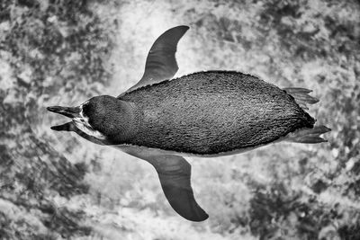 Low angle view of birds against sky