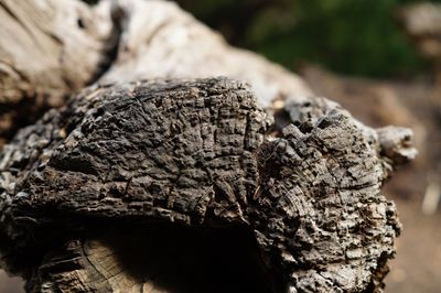 Close-up of tree trunk