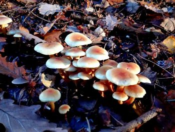 High angle view of mushrooms