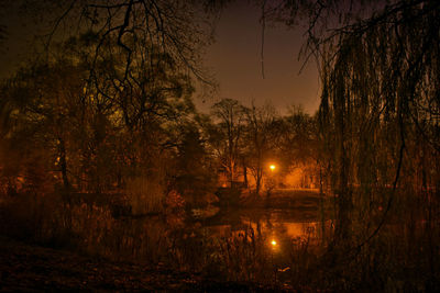 Illuminated trees in forest against sky at night