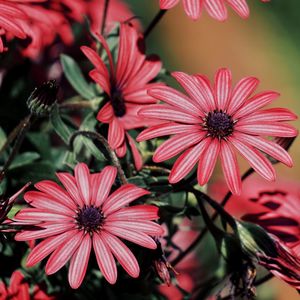 Close-up of pink flowers