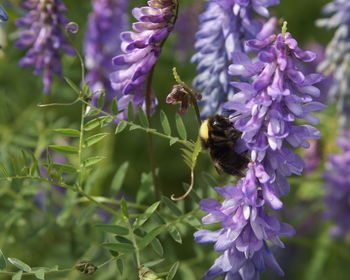 Close-up of butterfly on purple flower