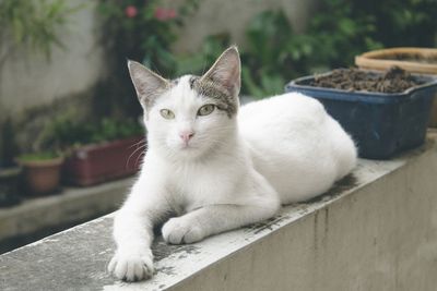 Close-up portrait of cat sitting outdoors