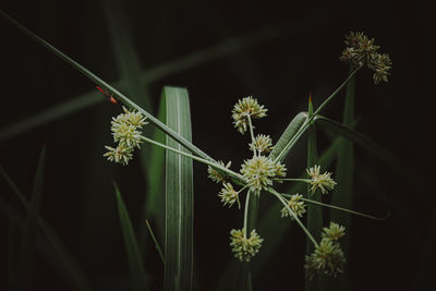 Close-up of flowering plant