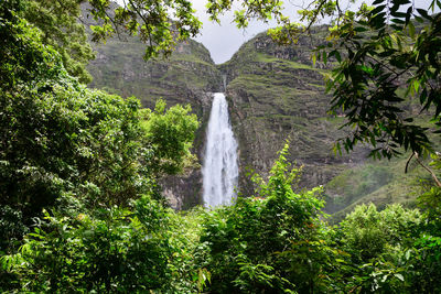 Scenic view of waterfall in forest