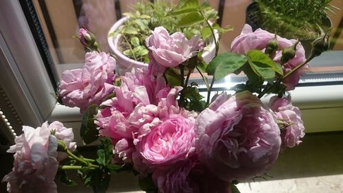 Close-up of pink flowers blooming indoors