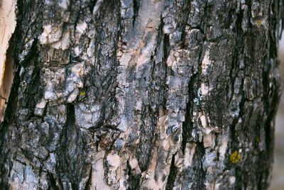 Close-up of tree trunk