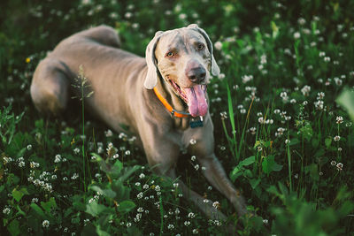 From above of kindly grey weimaraner putting out big tongue while lying on green grass  