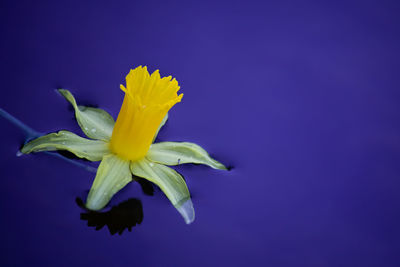 Close-up of water drops on yellow flower