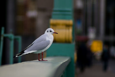 Close-up of bird perching outdoors