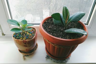 Potted plants on window sill
