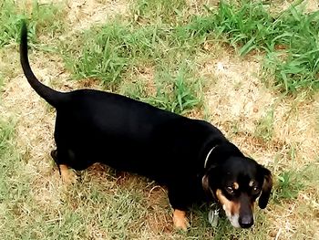 Close-up of black dog on field