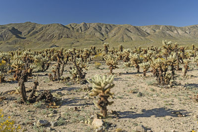 Scenic view of land against clear sky